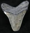 Bargain Fossil Megalodon Tooth - Feeding Wear #26518-2